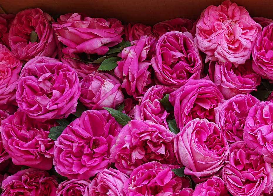 FRESH ROSE PETALS